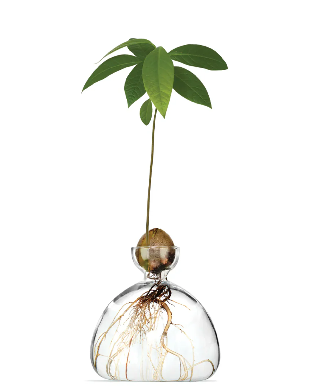 Avocado Vase - Image 5