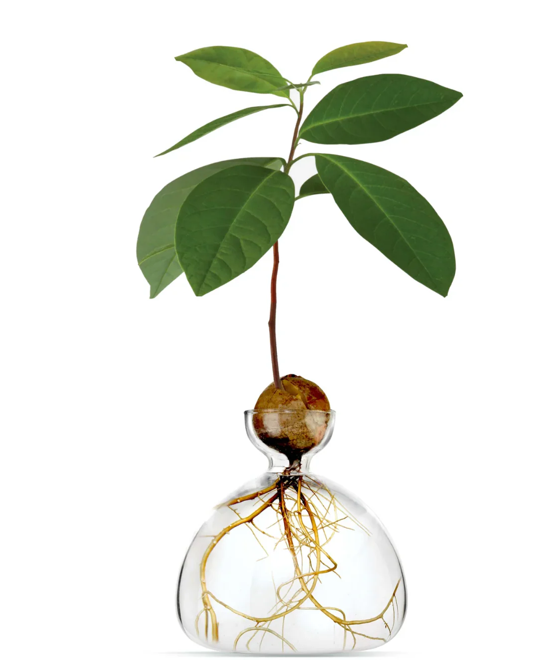 Avocado Vase - Image 7