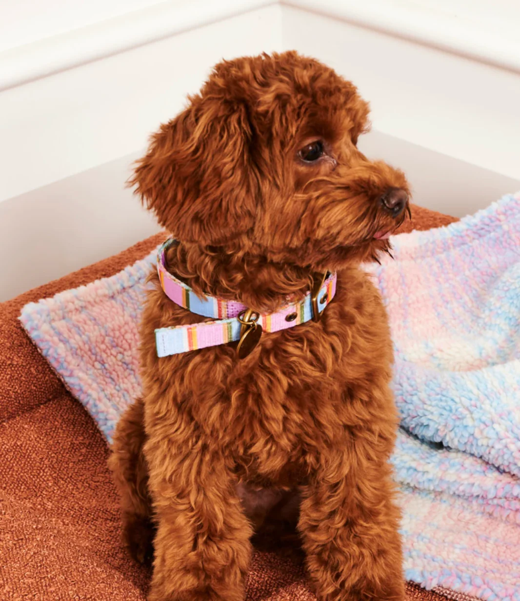 Kip & Co Dog Collar - Image 5