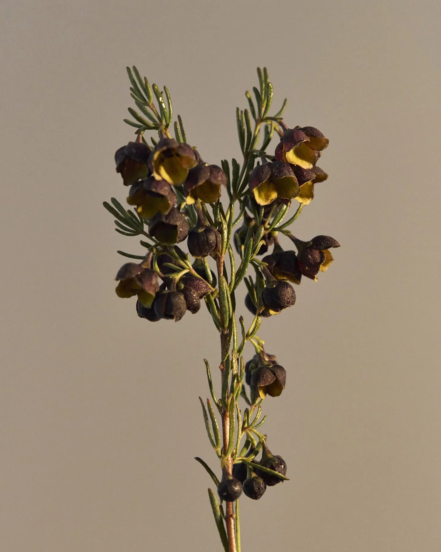 Leif Boronia Hand Wash - Image 4